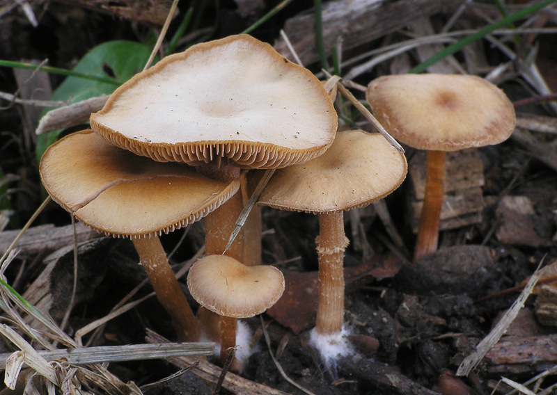 Tubaria furfuracea